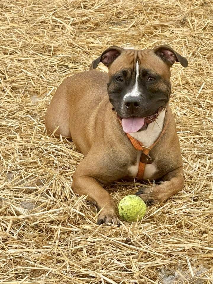 Enlarge Hannah, a ADOPTABLE Pit Bull Terrier in Chicago, IL image 2/5