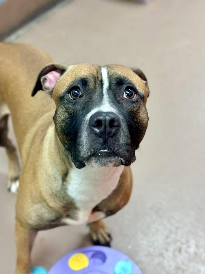 Enlarge Hannah, a ADOPTABLE Pit Bull Terrier in Chicago, IL image 3/5