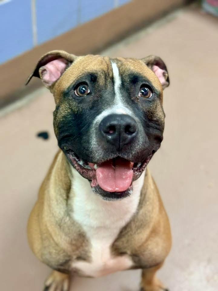 Enlarge Hannah, a ADOPTABLE Pit Bull Terrier in Chicago, IL image 4/5