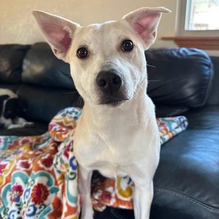 Enlarge Coconut Cream, a Adoptable mixed breed in Enid, OK image 1/4