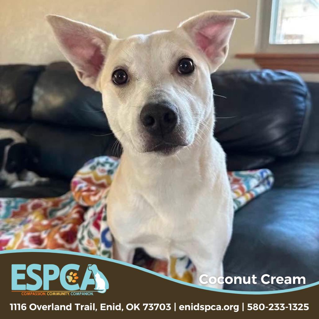 Enlarge Coconut Cream, a Adoptable mixed breed in Enid, OK image 2/4
