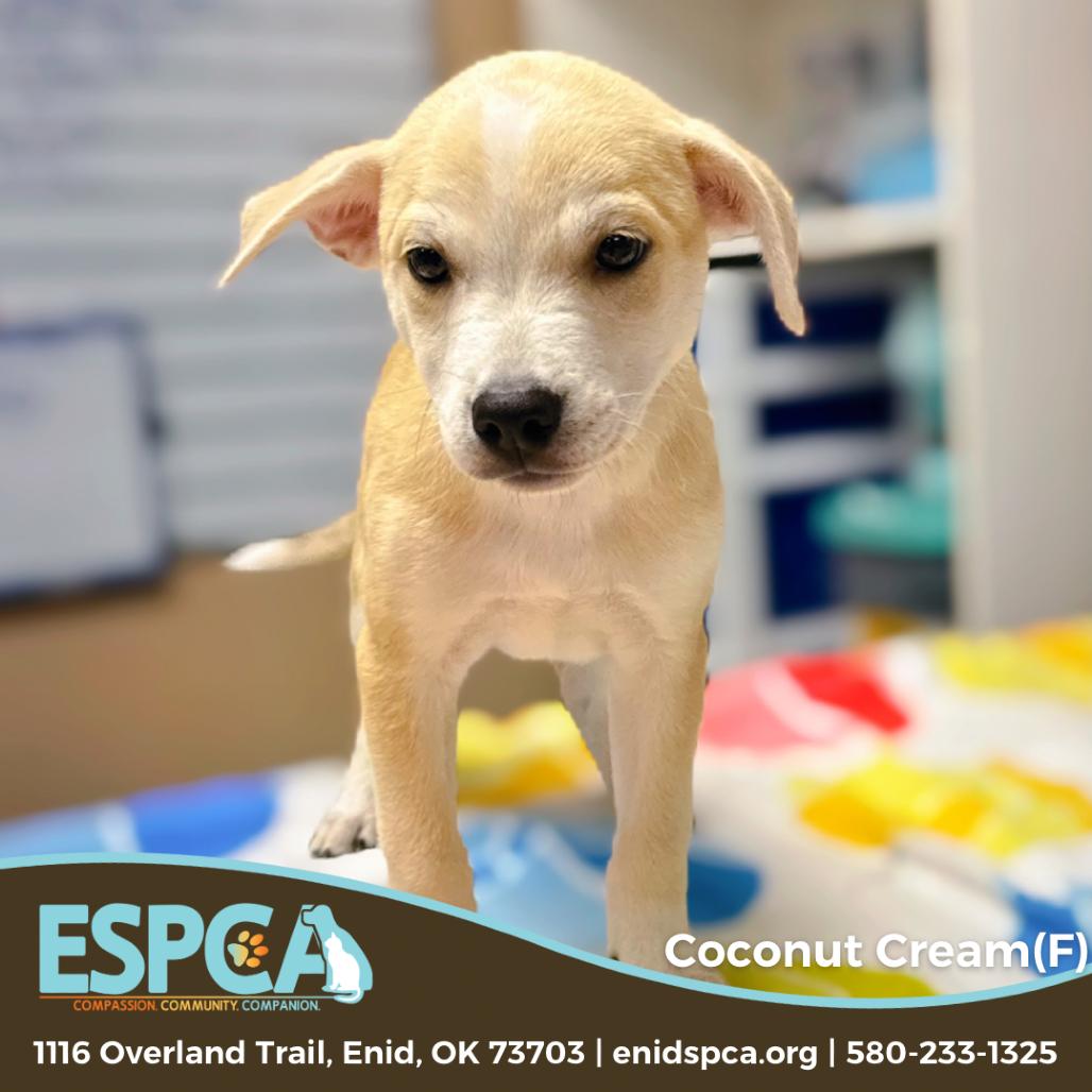 Enlarge Coconut Cream, a Adoptable mixed breed in Enid, OK image 3/4