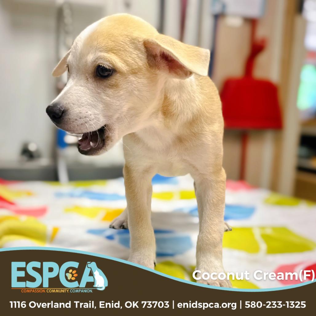 Enlarge Coconut Cream, a Adoptable mixed breed in Enid, OK image 4/4
