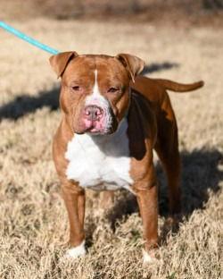 DA 47 Rocky, Adoptable, Adult Male Pit Bull Terrier.
