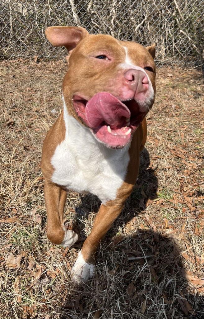 Enlarge DA 47 Rocky, a Adoptable Pit Bull Terrier in Glen Allen, VA image 1/3