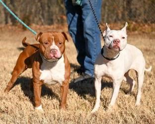 DA 47 Rocky, a Adoptable Pit Bull Terrier in Glen Allen, VA image 2/3