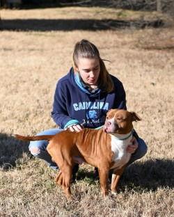 Enlarge DA 47 Rocky, a Adoptable Pit Bull Terrier in Glen Allen, VA image 3/3