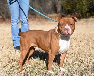 DA 47 Rocky, a Adoptable Pit Bull Terrier in Glen Allen, VA image 3/3