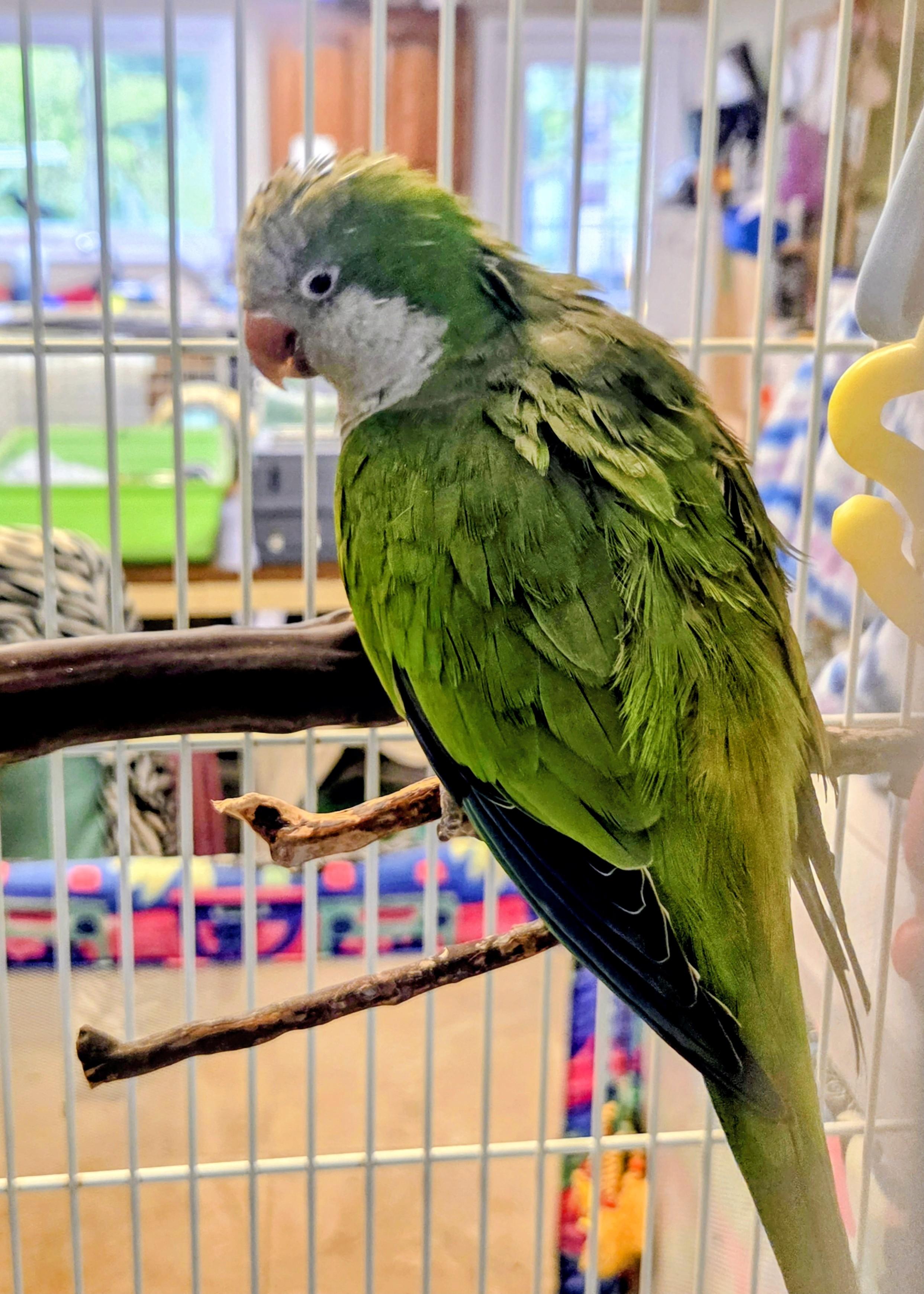 Matcha, an adopted Quaker Parakeet in Middle Island, NY image 3/3