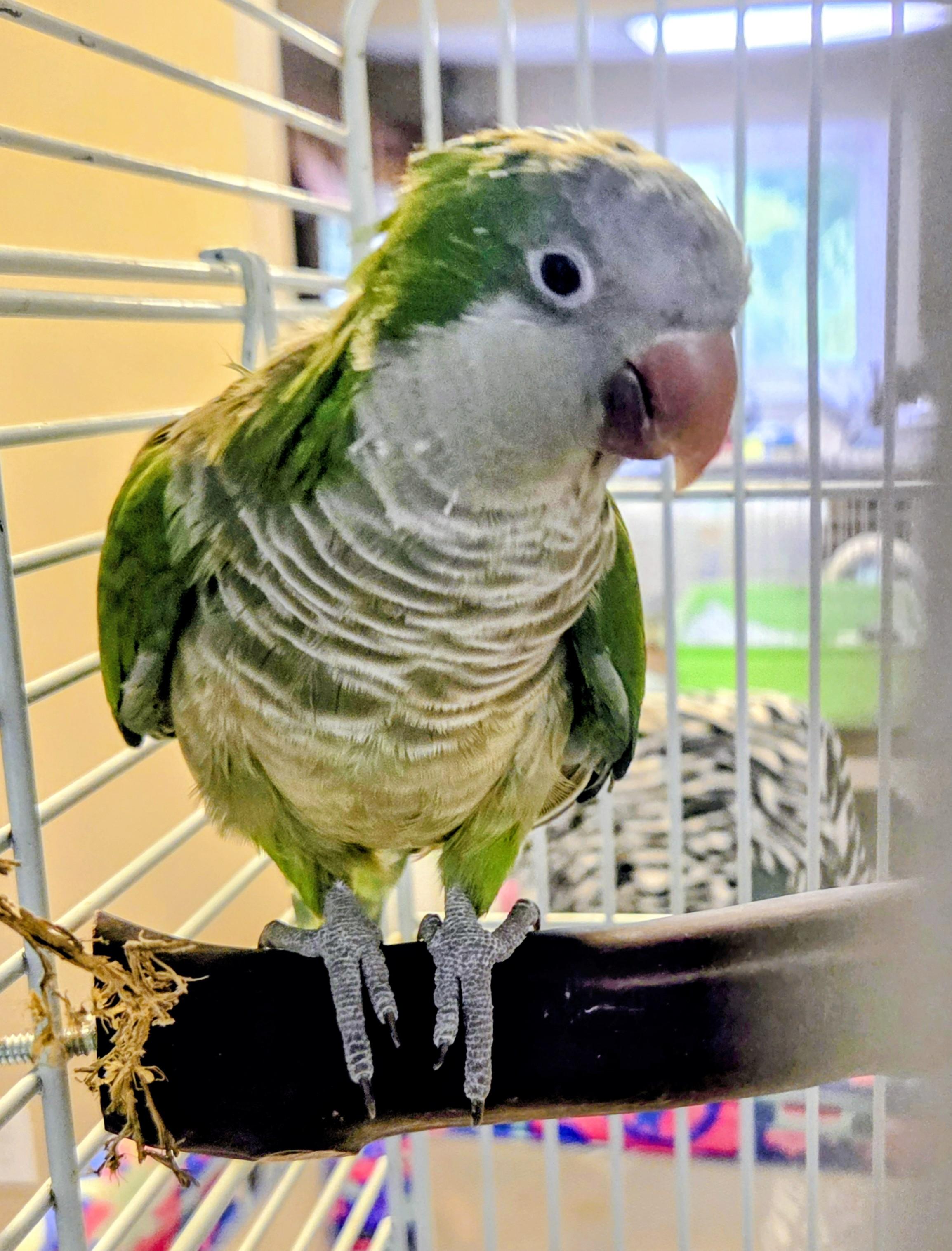 Matcha, an adopted Quaker Parakeet in Middle Island, NY image 2/3