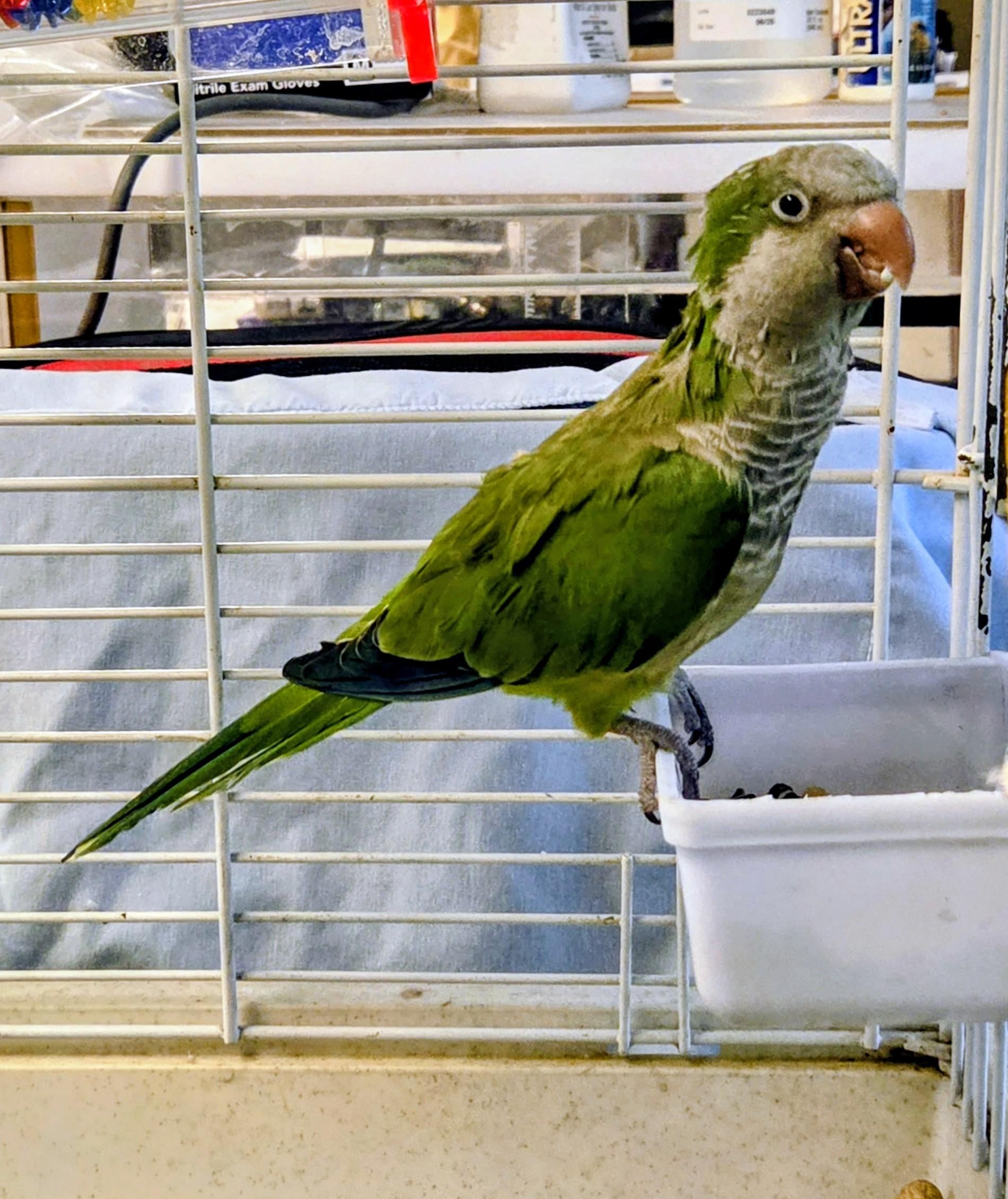 Matcha, adopted, Adult Unknown Quaker Parakeet.