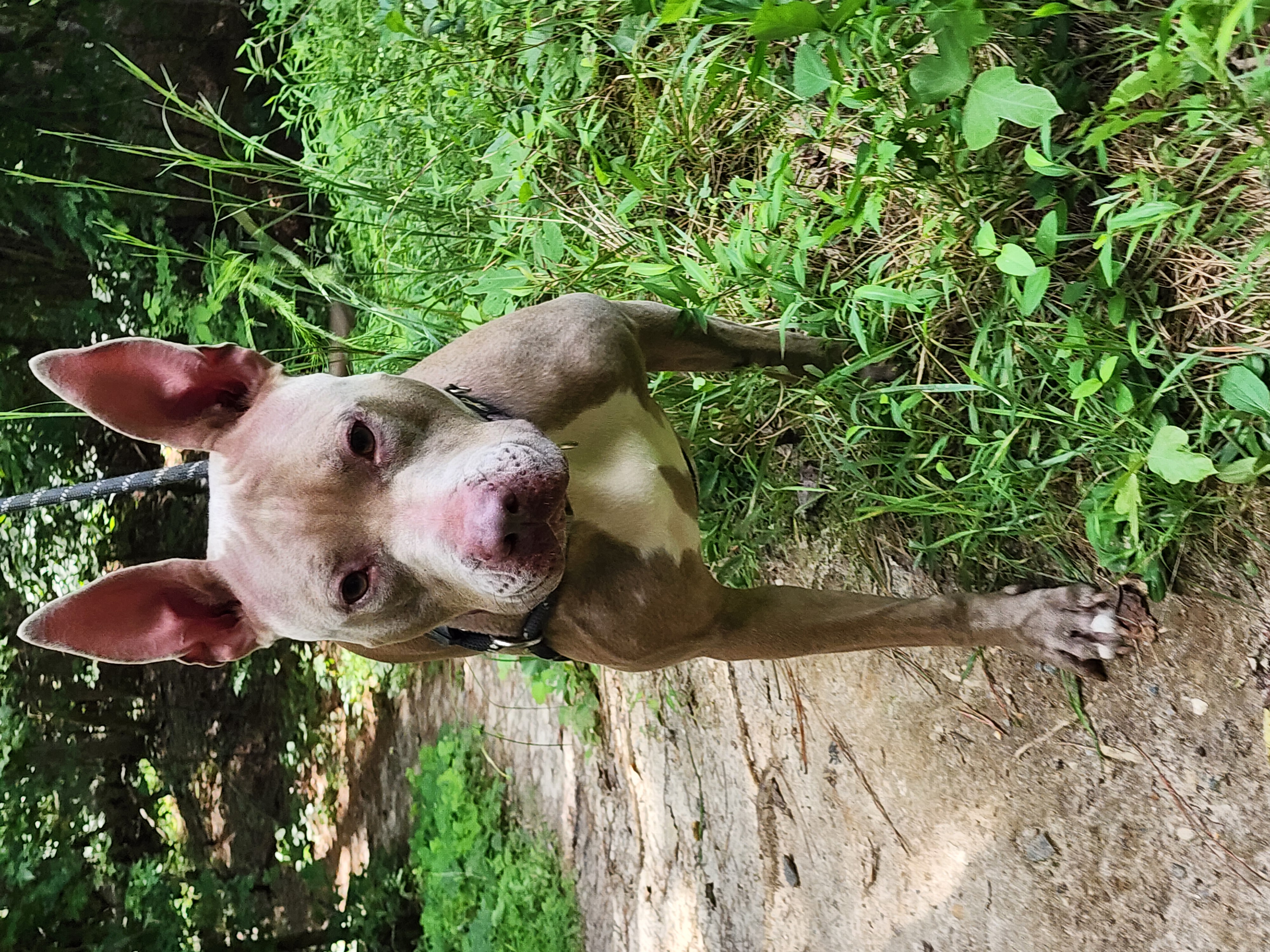 Persephone, a Adoptable Mixed Breed in Gloucester, VA image 5/6