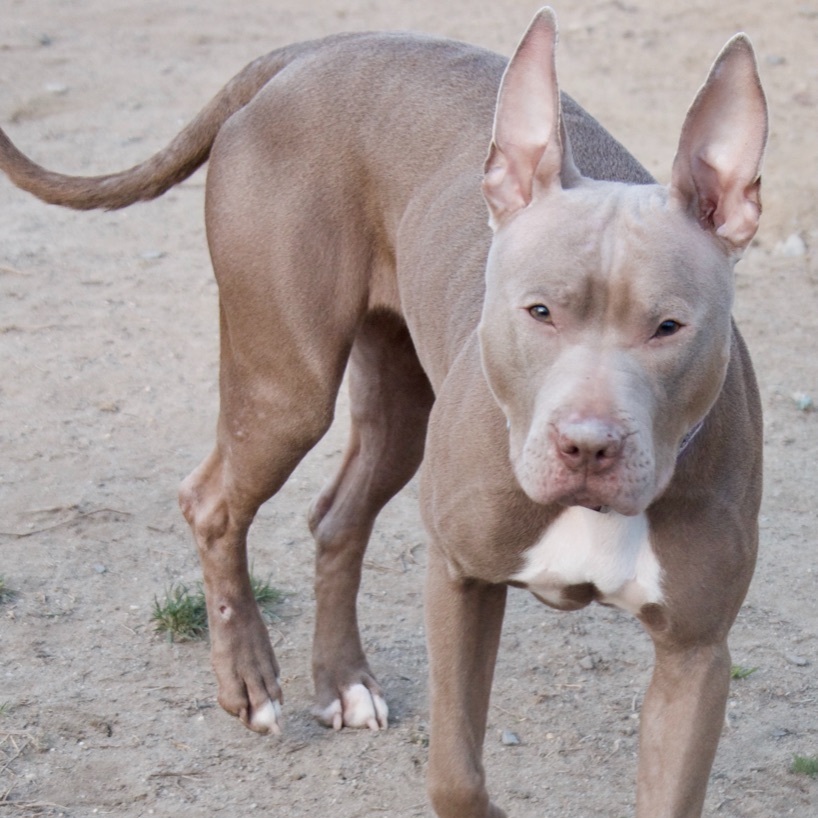 Persephone, a Adoptable Mixed Breed in Gloucester, VA image 2/6
