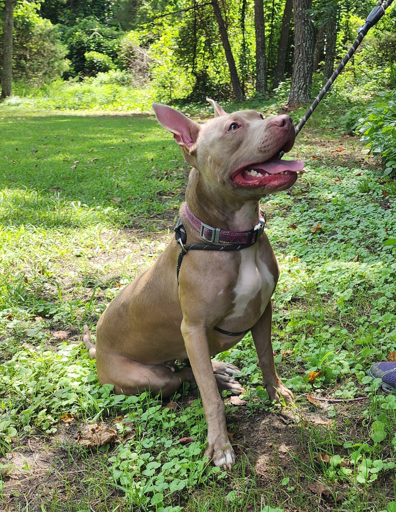 Persephone, a Adoptable Mixed Breed in Gloucester, VA image 6/6