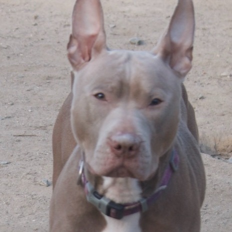 Persephone, a Adoptable Mixed Breed in Gloucester, VA image 3/6