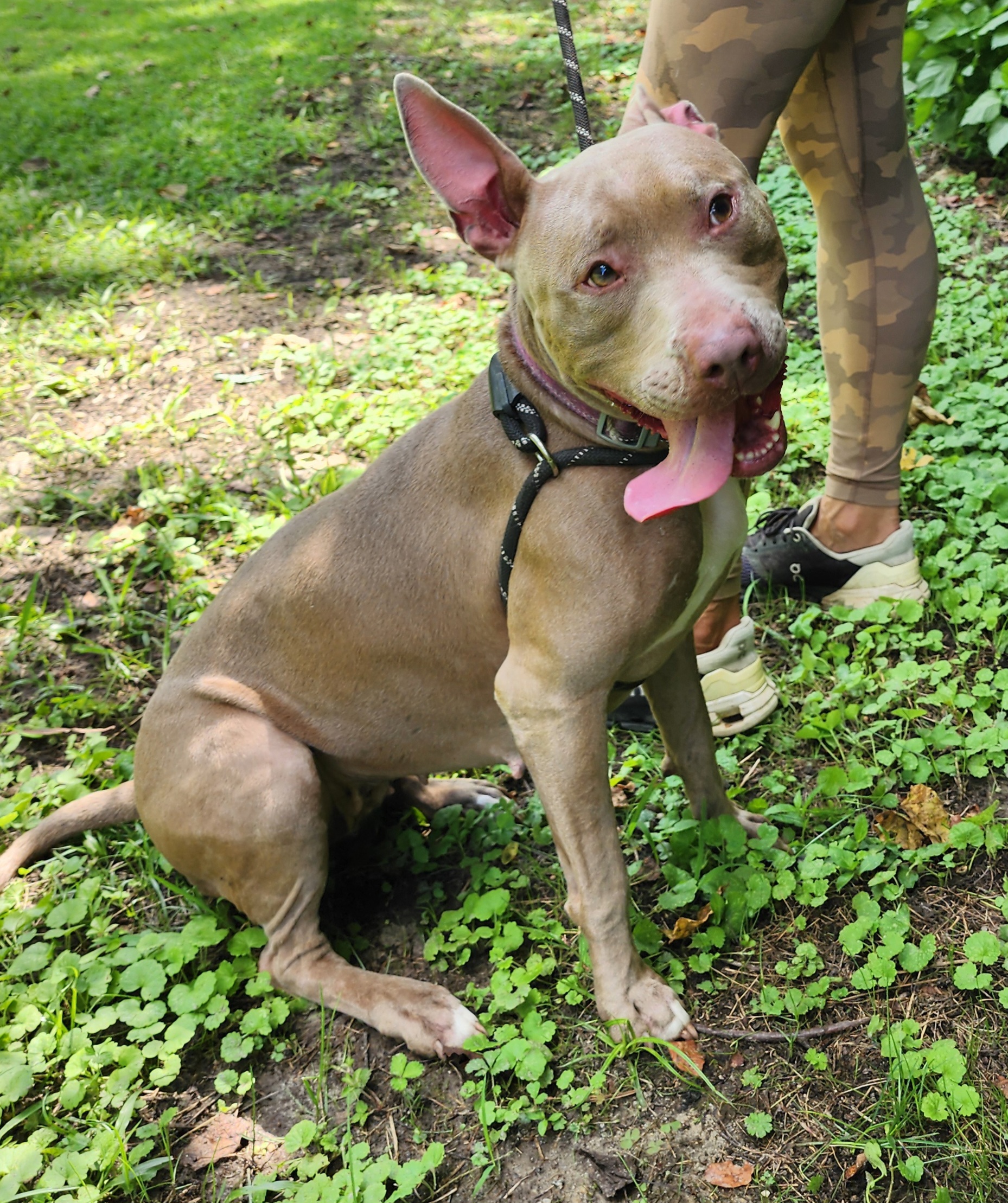 Persephone, Adoptable, Adult Female Mixed Breed.