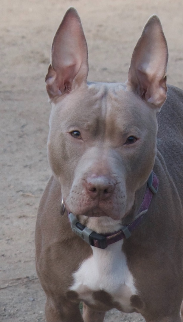 Persephone, a Adoptable Mixed Breed in Gloucester, VA image 4/6