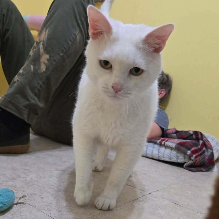Enlarge General Purrshing, a Adopted Domestic Short Hair in Vine Grove, KY image 6/6