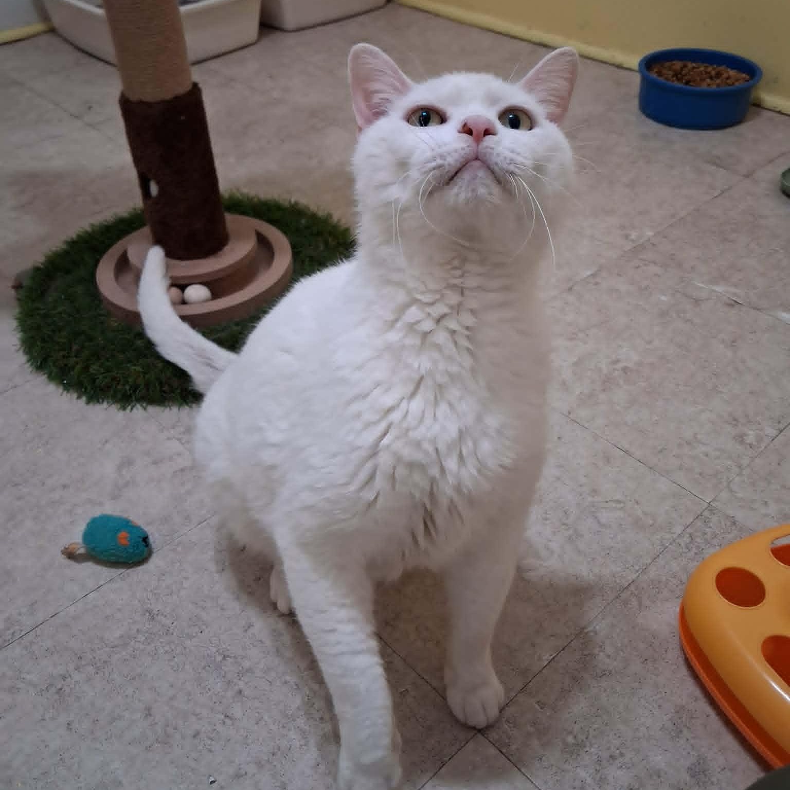 Enlarge General Purrshing, a Adopted Domestic Short Hair in Vine Grove, KY image 4/6