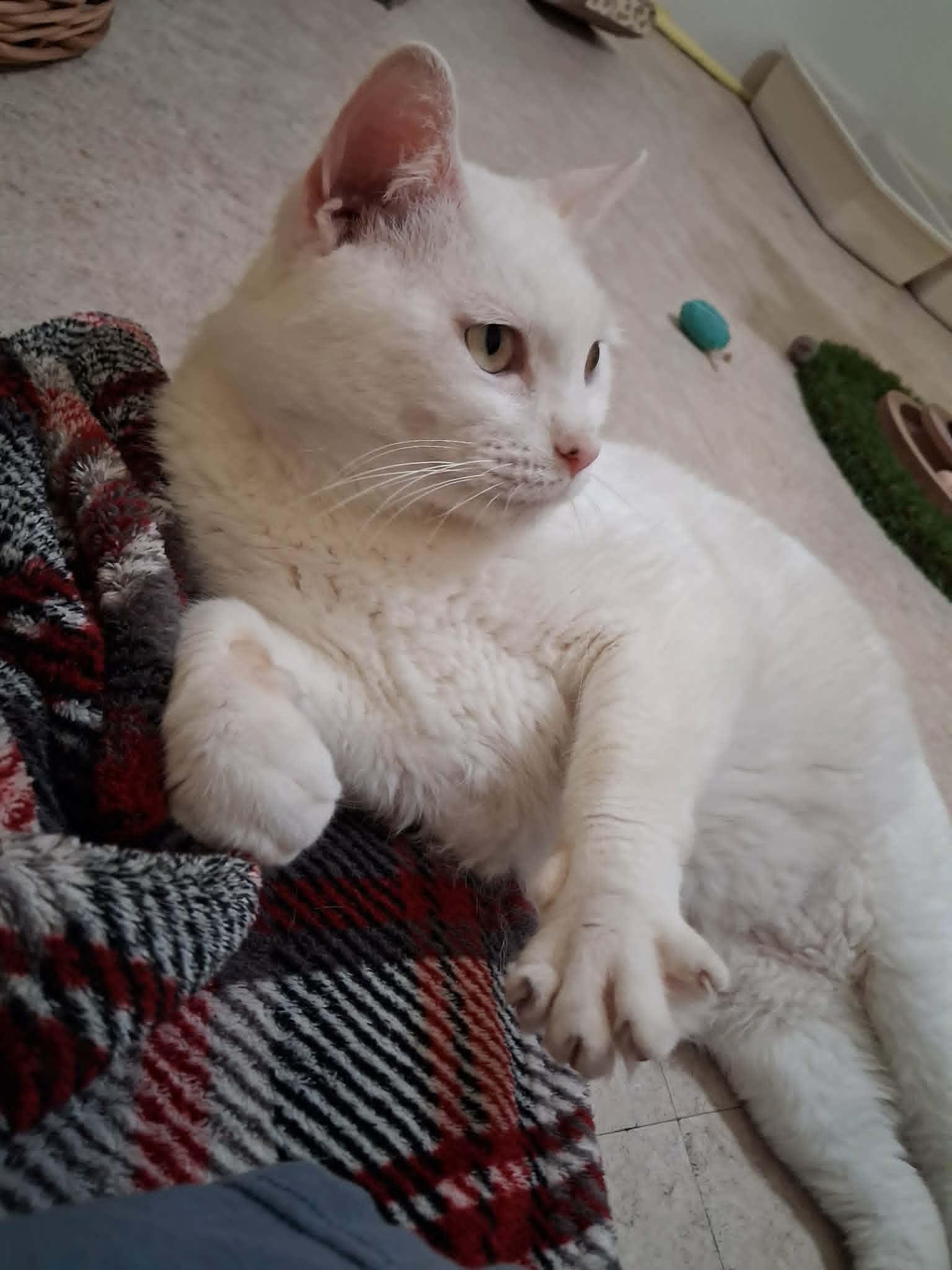 Enlarge General Purrshing, a Adopted Domestic Short Hair in Vine Grove, KY image 2/6