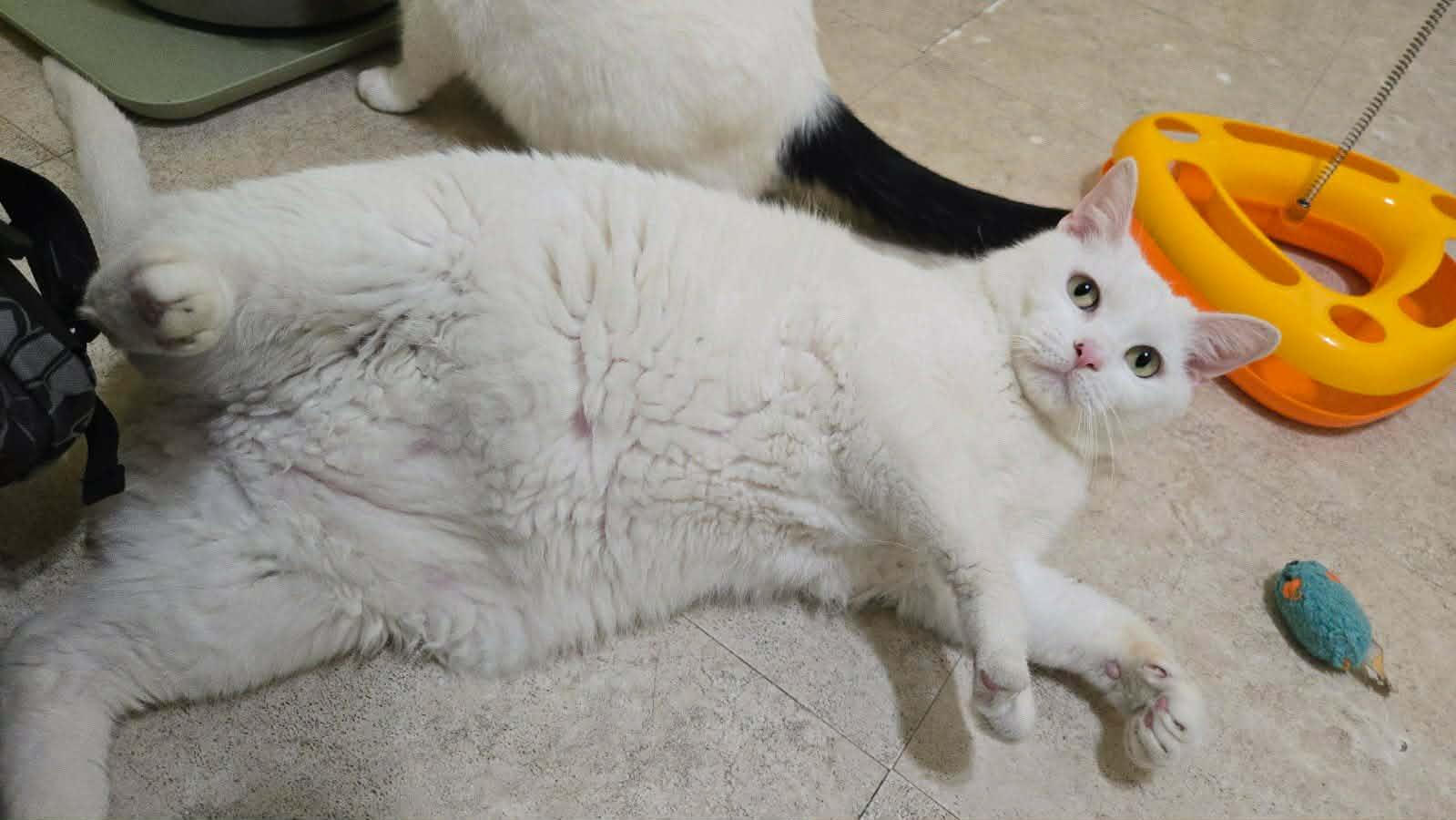 Enlarge General Purrshing, a Adopted Domestic Short Hair in Vine Grove, KY image 5/6