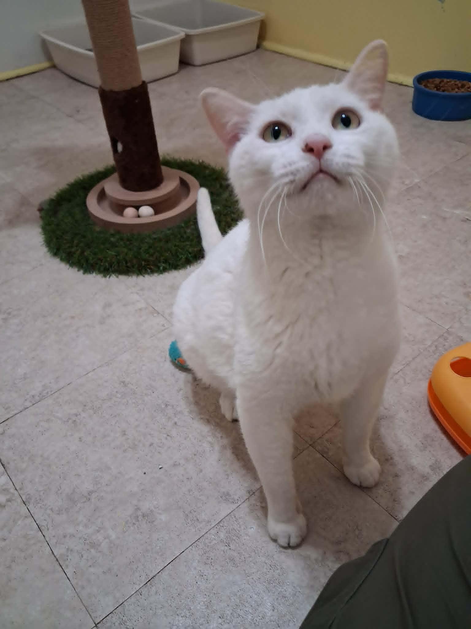 Enlarge General Purrshing, a Adopted Domestic Short Hair in Vine Grove, KY image 3/6