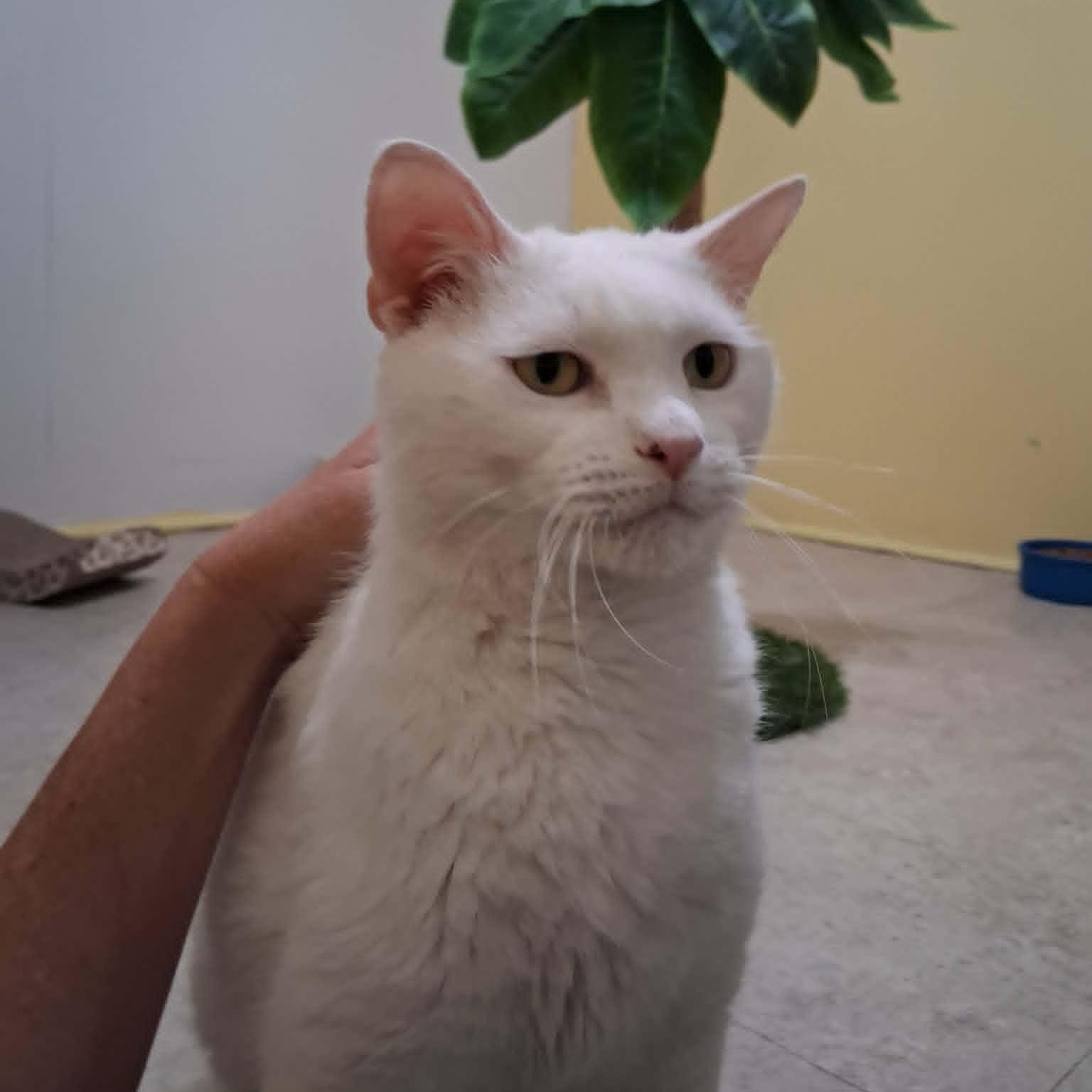 General Purrshing, Adopted, Adult Male Domestic Short Hair.