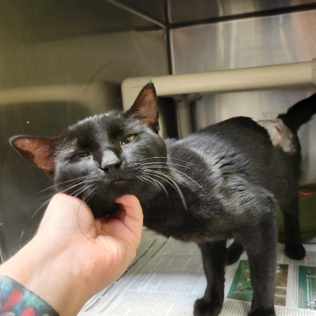 Enlarge Dammon, a Adoptable Domestic Short Hair in Columbia, MO image 1/4