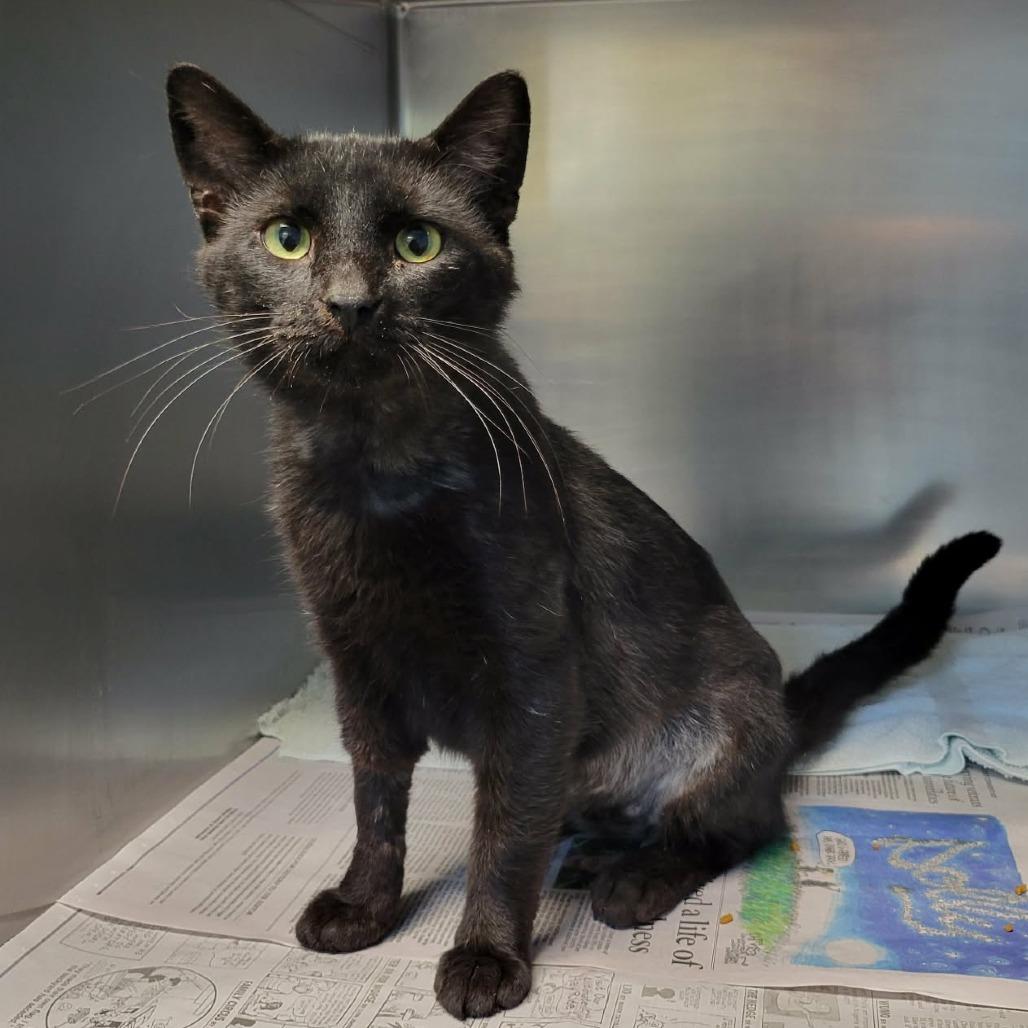 Enlarge Dammon, a Adoptable Domestic Short Hair in Columbia, MO image 2/4