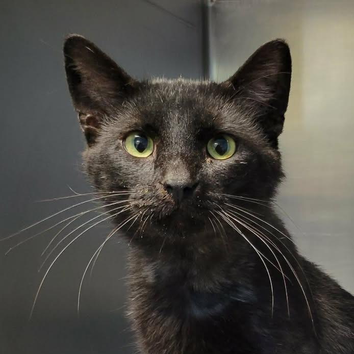Enlarge Dammon, a Adoptable Domestic Short Hair in Columbia, MO image 3/4