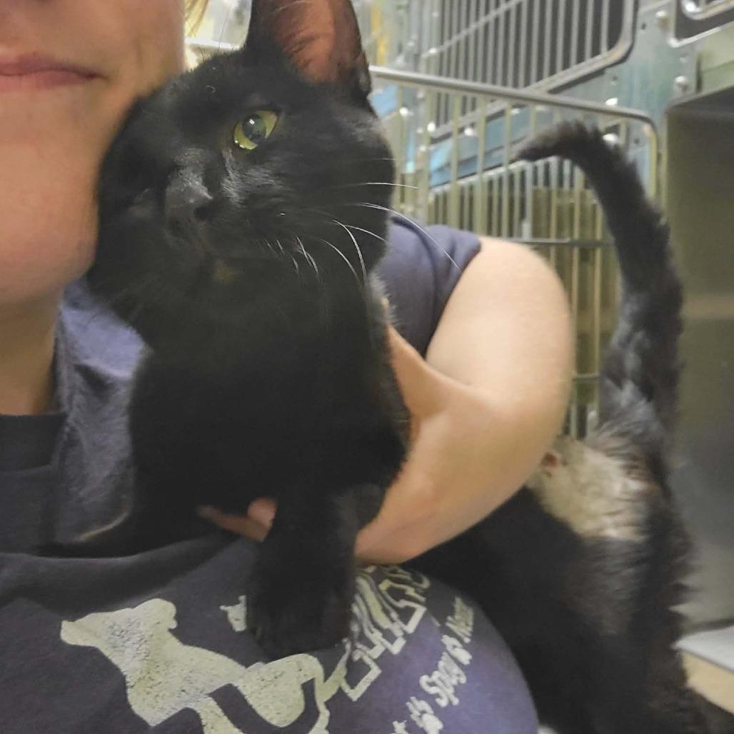 Enlarge Dammon, a Adoptable Domestic Short Hair in Columbia, MO image 4/4