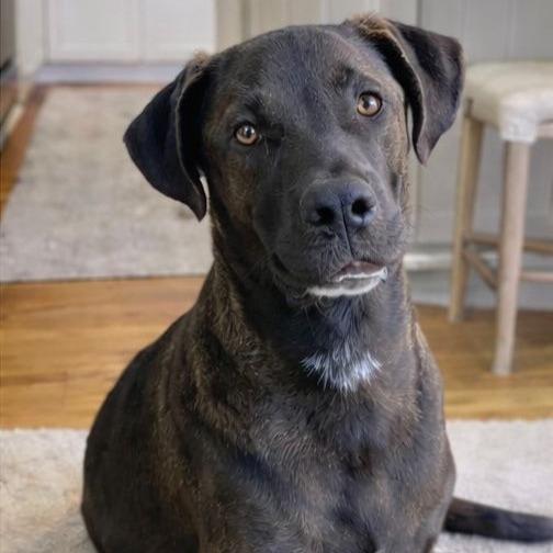 Enlarge Yogi, a Adoptable Labrador Retriever in San Diego, CA image 1/6