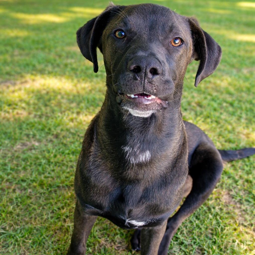 Enlarge Yogi, a Adoptable Labrador Retriever in San Diego, CA image 4/6