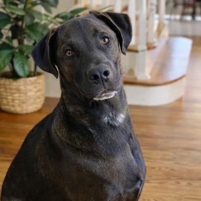 Enlarge Yogi, a Adoptable Labrador Retriever in San Diego, CA image 5/6