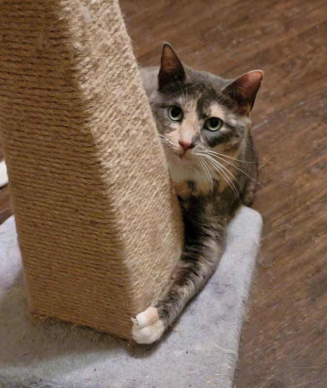 Maddy, Adoptable, Adult Female Domestic Short Hair.