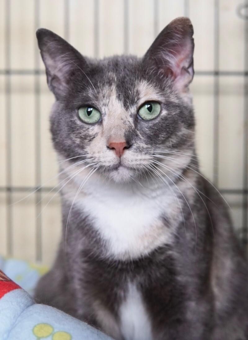 Maddy, Adoptable, Adult Female Domestic Short Hair.