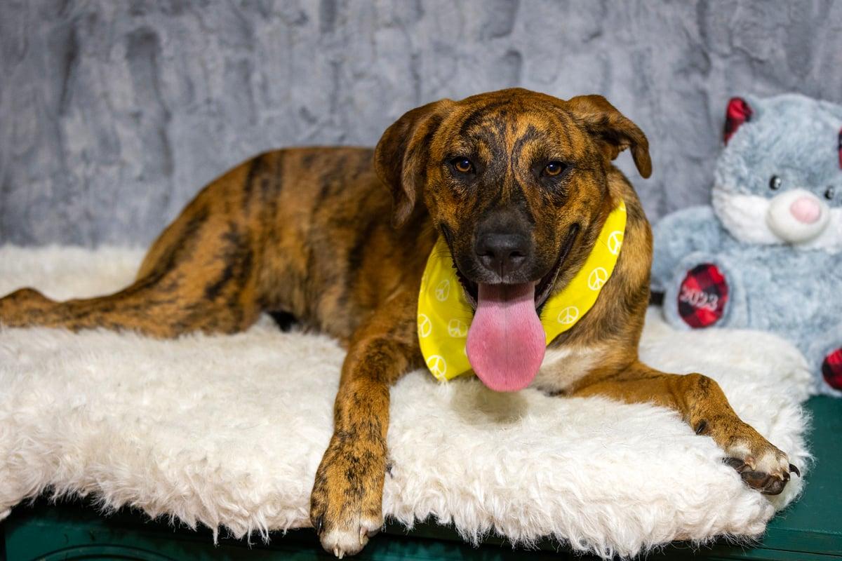 Enlarge Moose, a Adoptable mixed breed in Liverpool, TX image 2/5