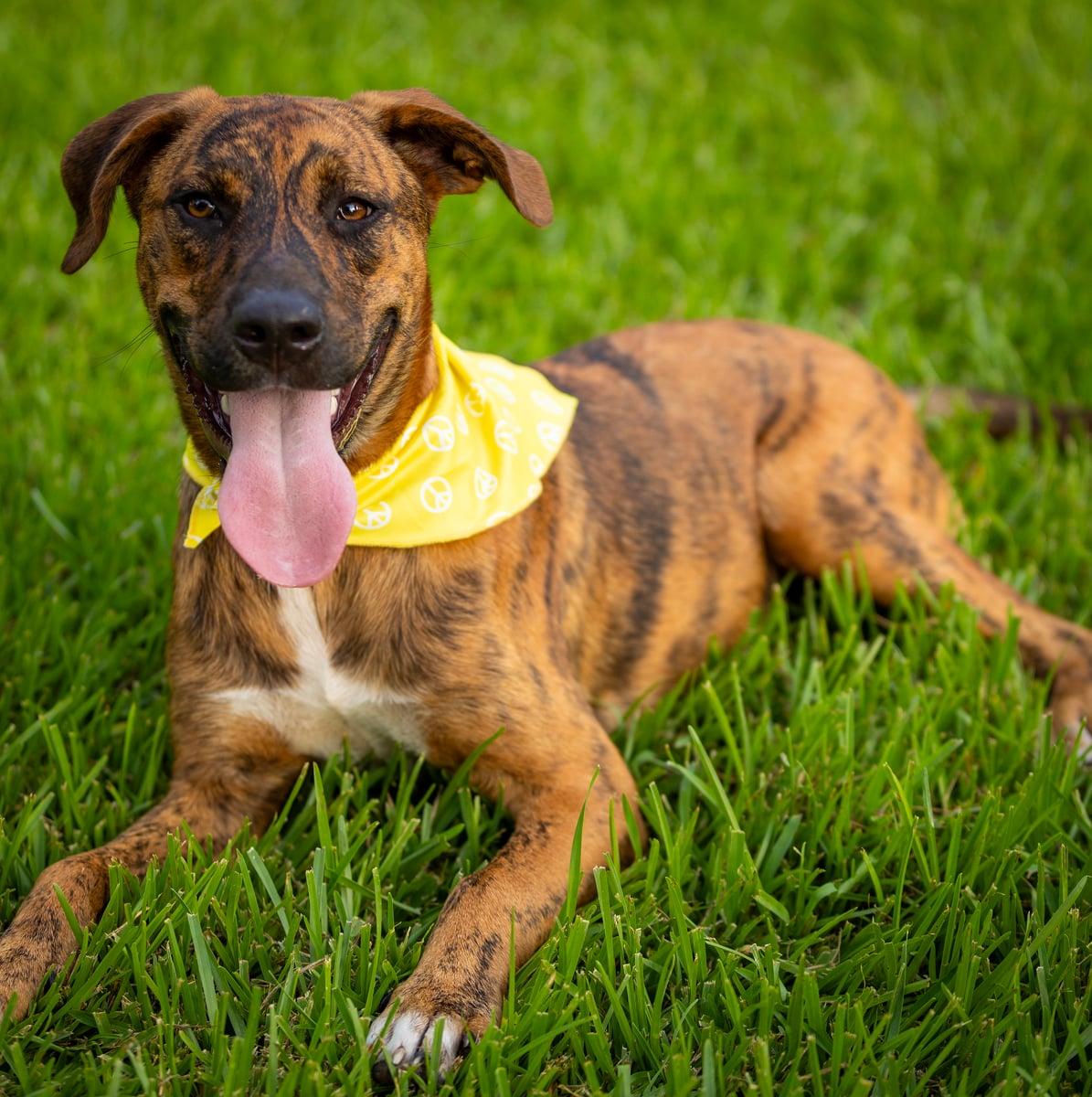 Enlarge Moose, a Adoptable mixed breed in Liverpool, TX image 1/5