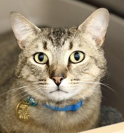 Pablo, adopted, Adult Male Domestic Short Hair.