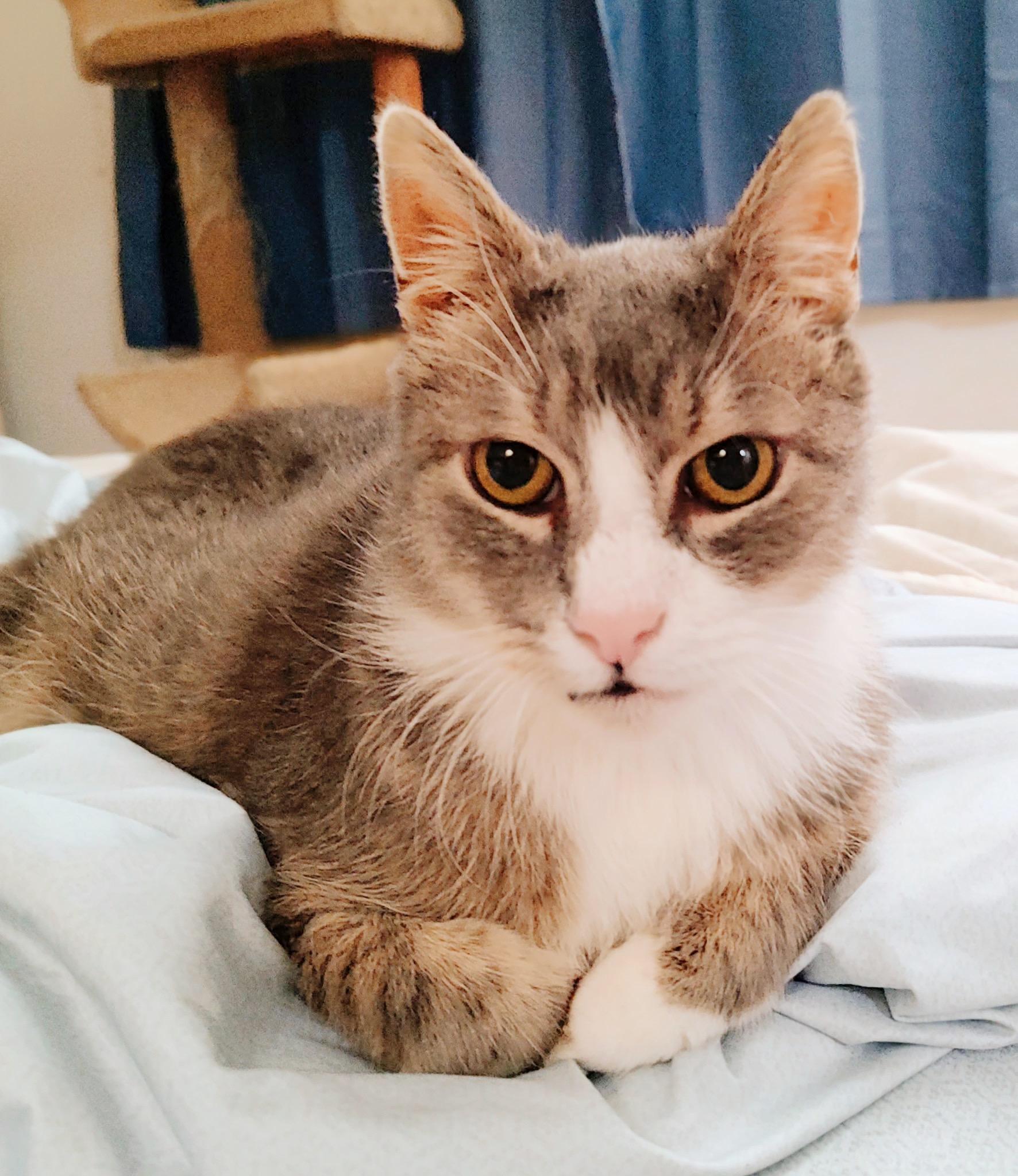 Pinky, a Adoptable Tabby in Philadelphia, PA image 4/5