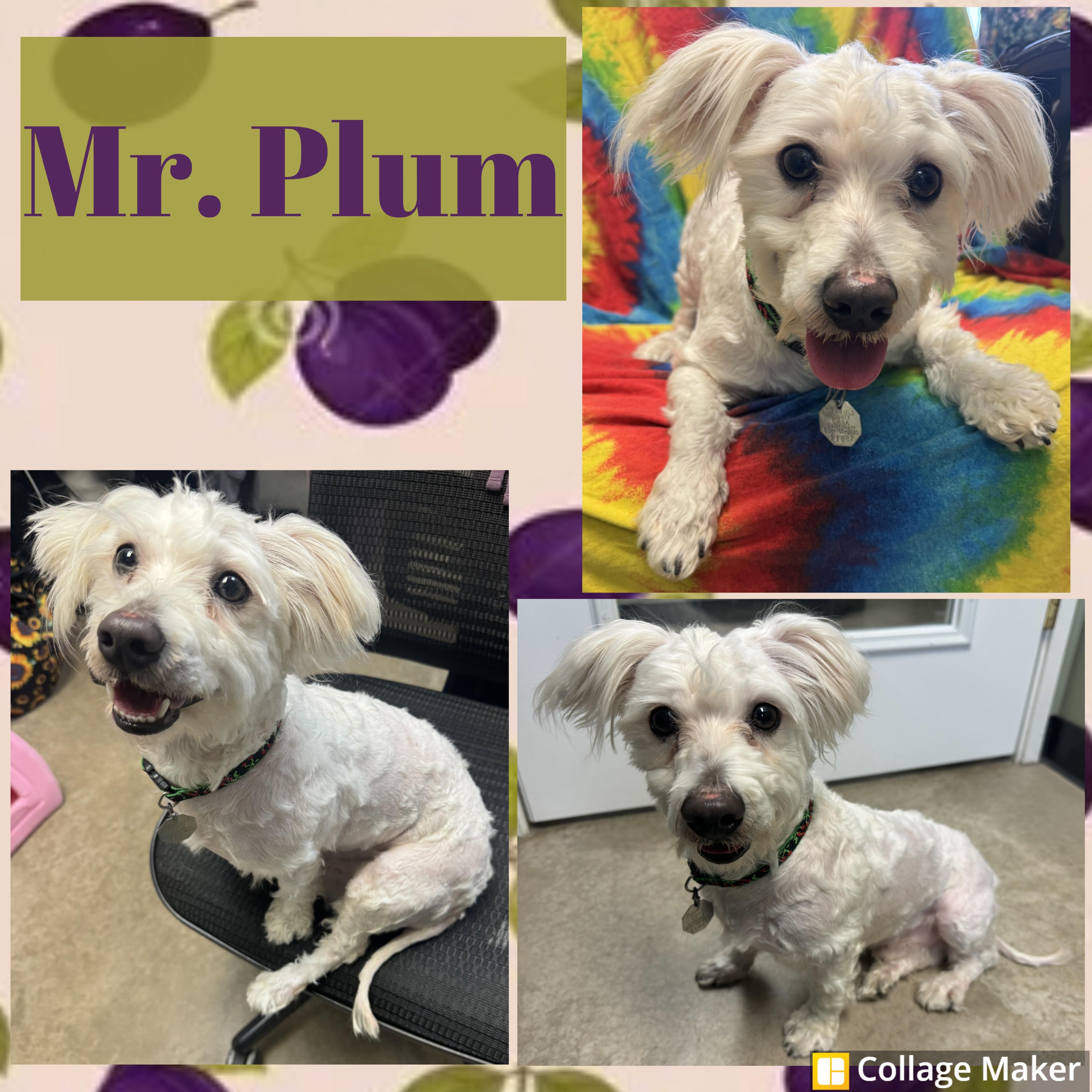 Mr. Plum, ADOPTABLE, Adult Male Maltese.