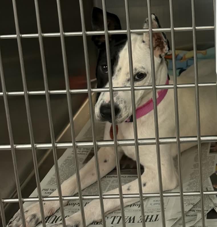 Paisley, Adoptable, Puppy Female Boston Terrier & Jack Russell Terrier.