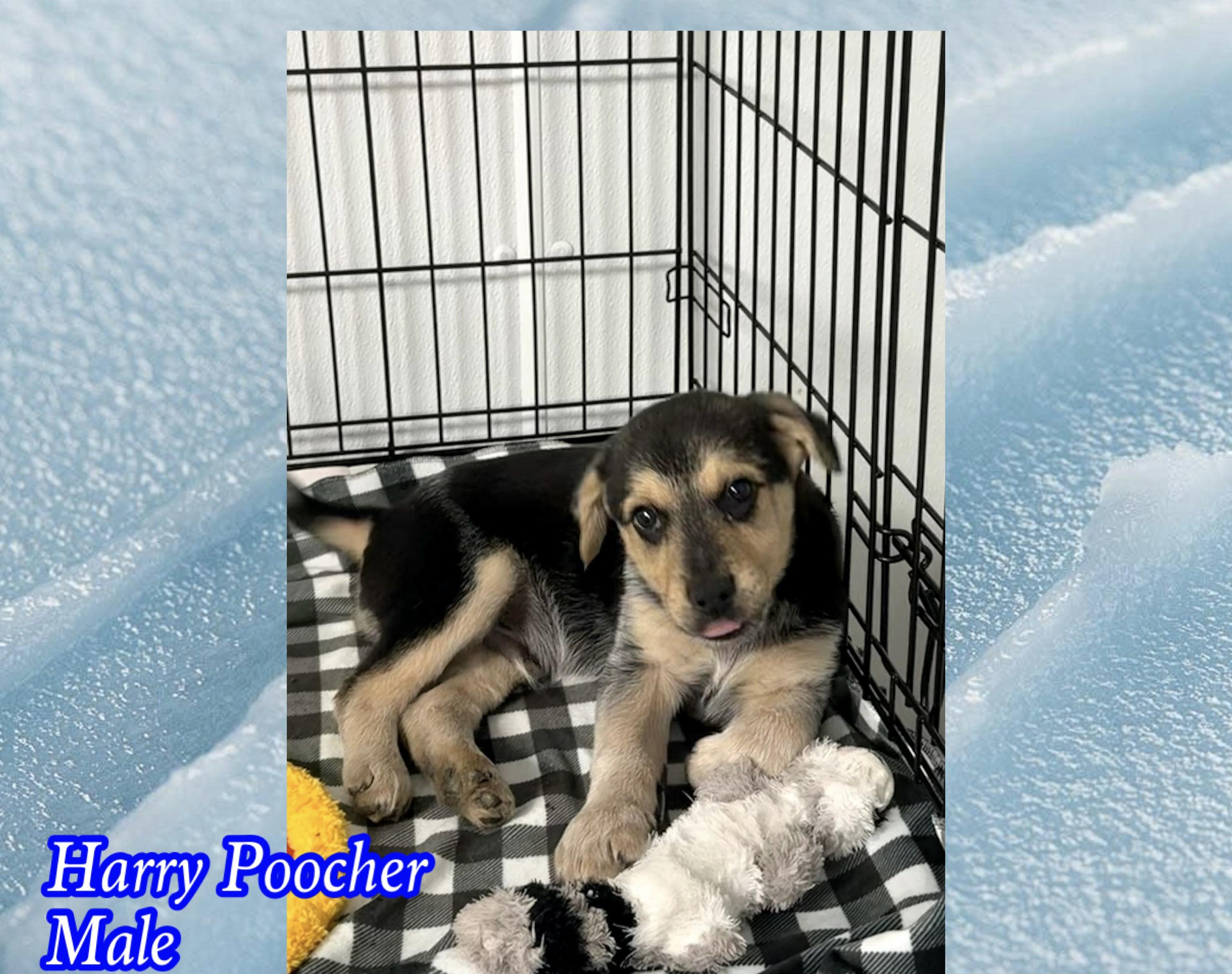 Harry Poocher , adopted, Puppy Male Australian Cattle Dog / Blue Heeler & Beagle.