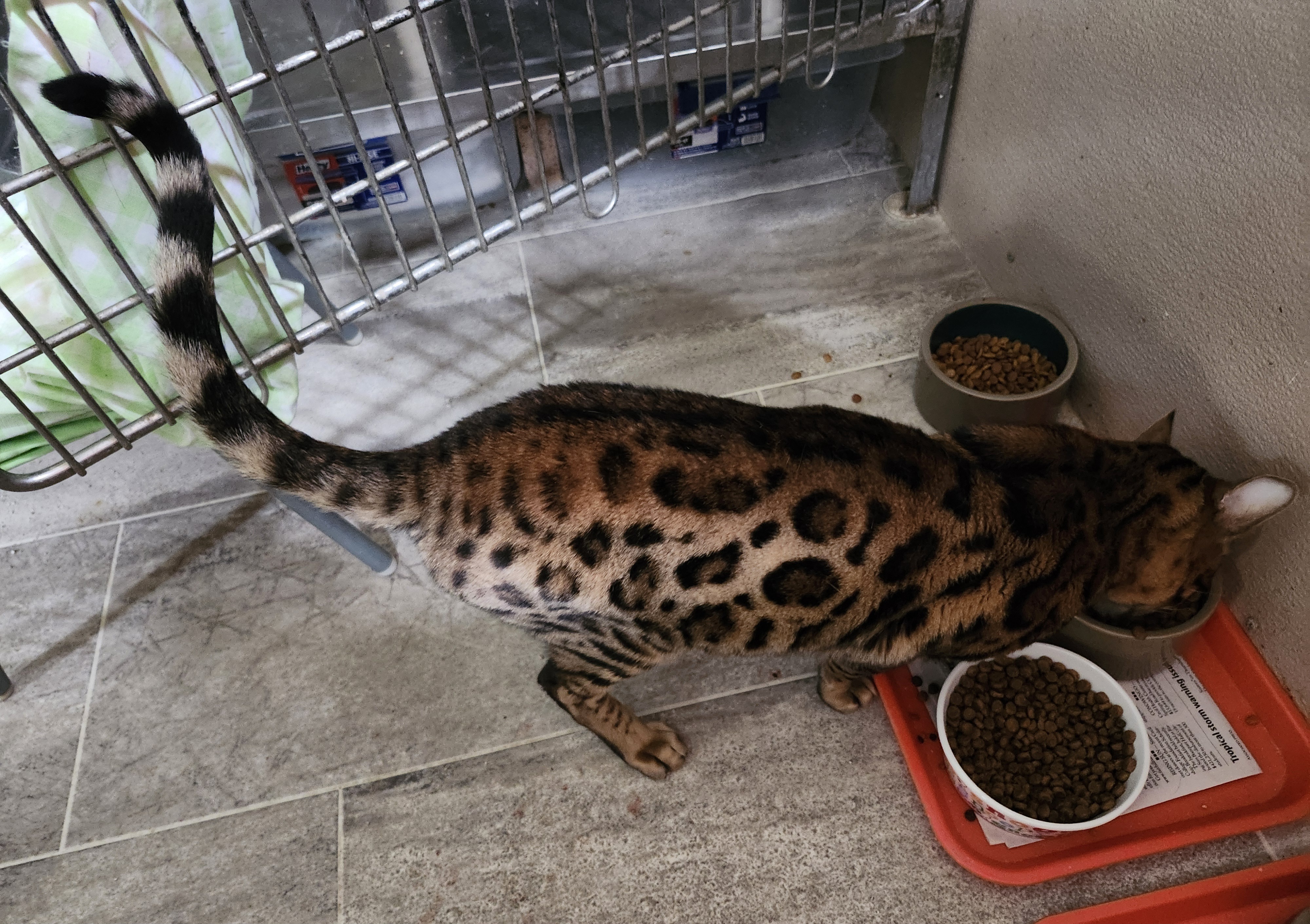 BONGO, a Adopted Bengal in North East, MD image 4/5