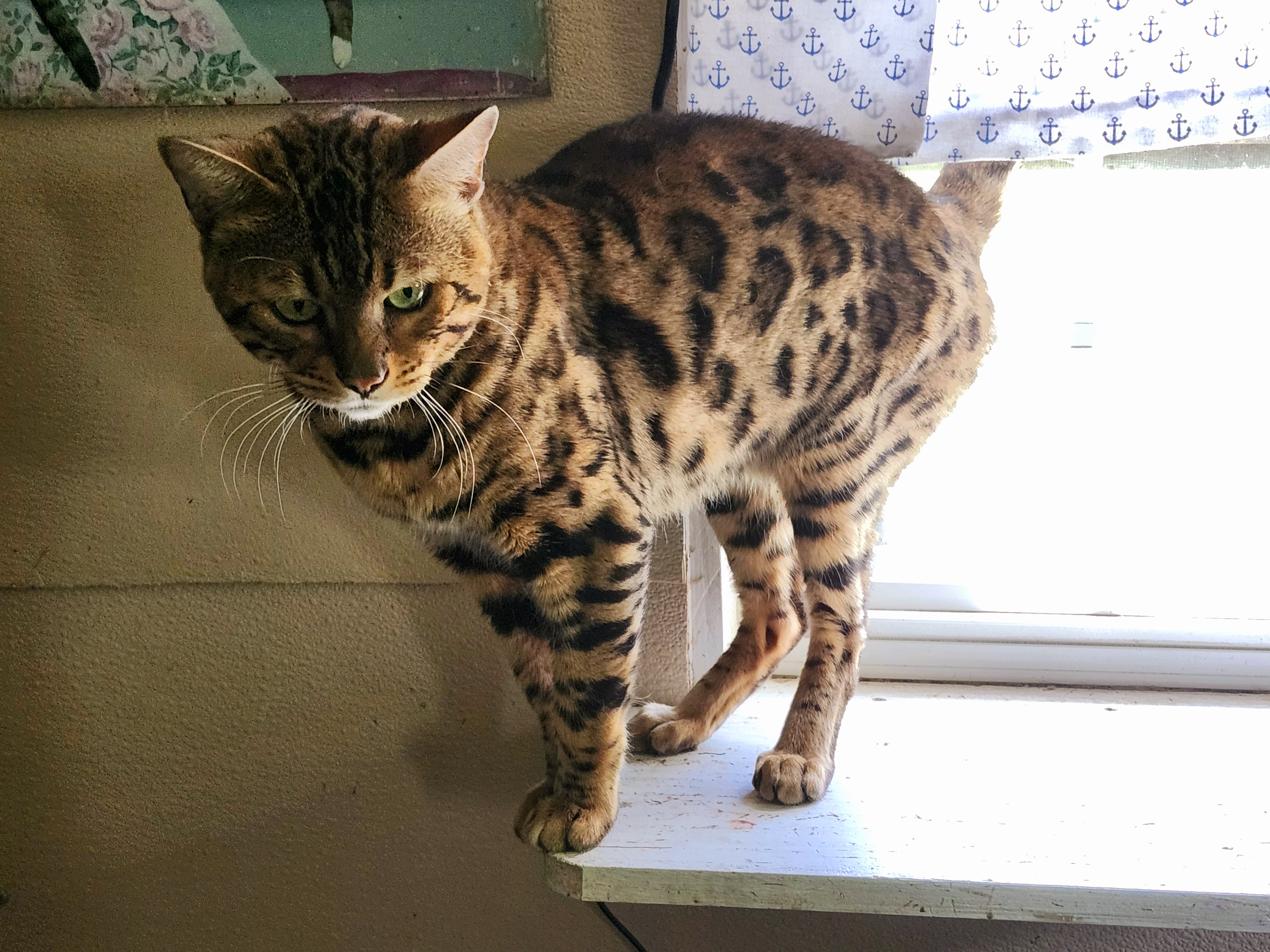 BONGO, a Adopted Bengal in North East, MD image 2/5