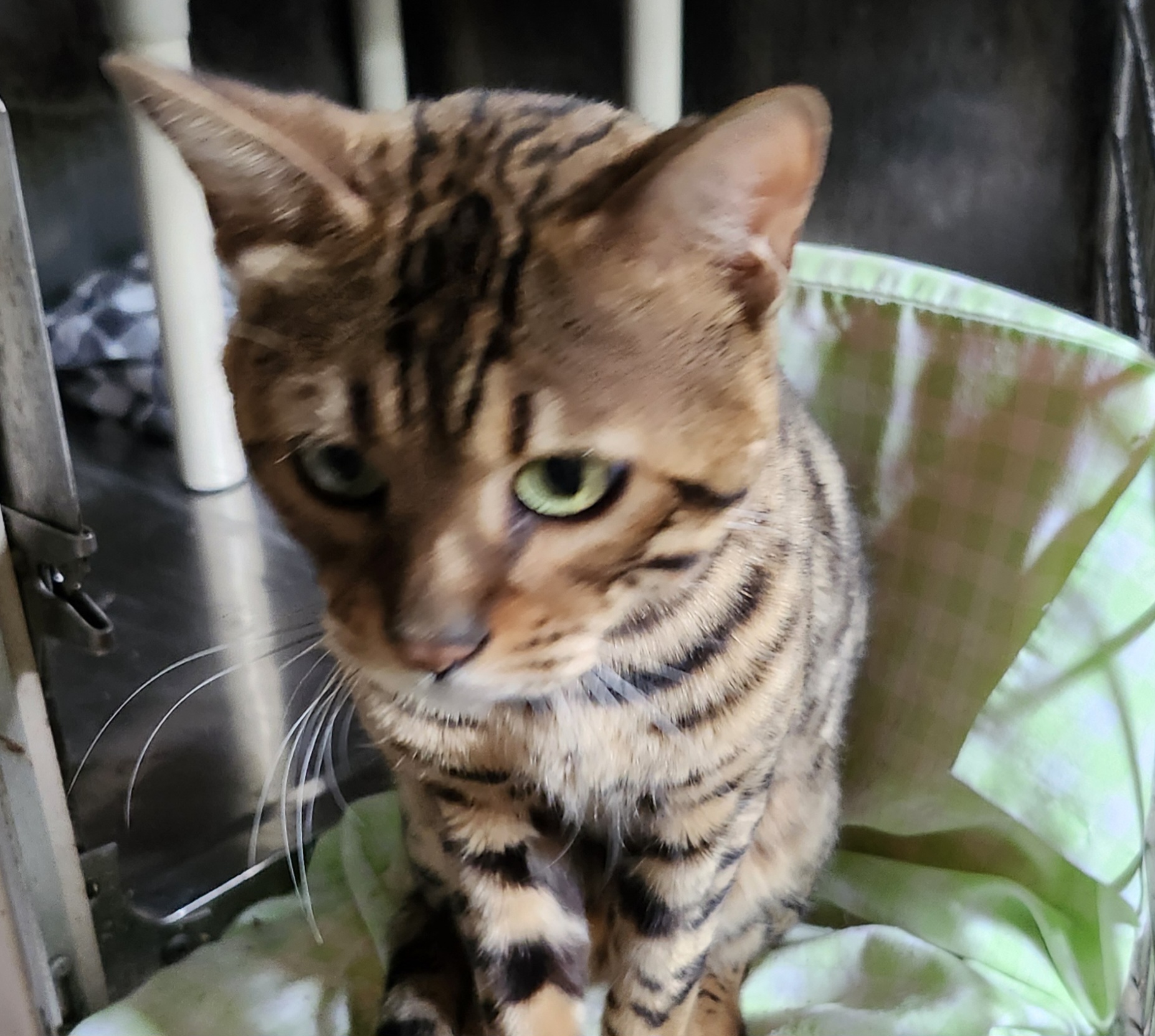 BONGO, a Adopted Bengal in North East, MD image 3/5