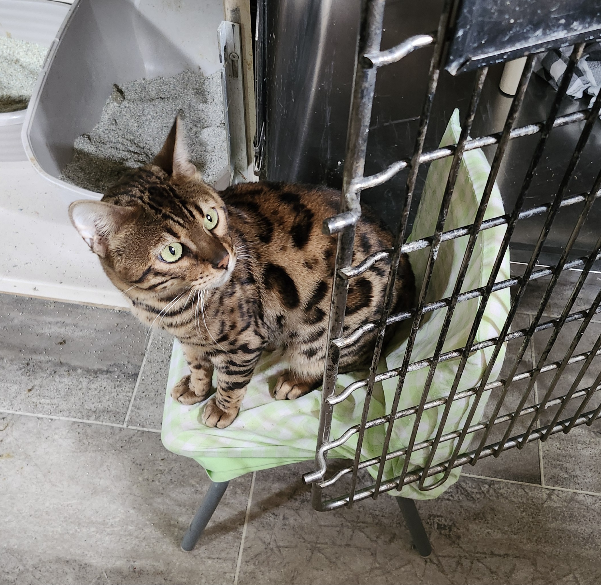 BONGO, a Adopted Bengal in North East, MD image 5/5