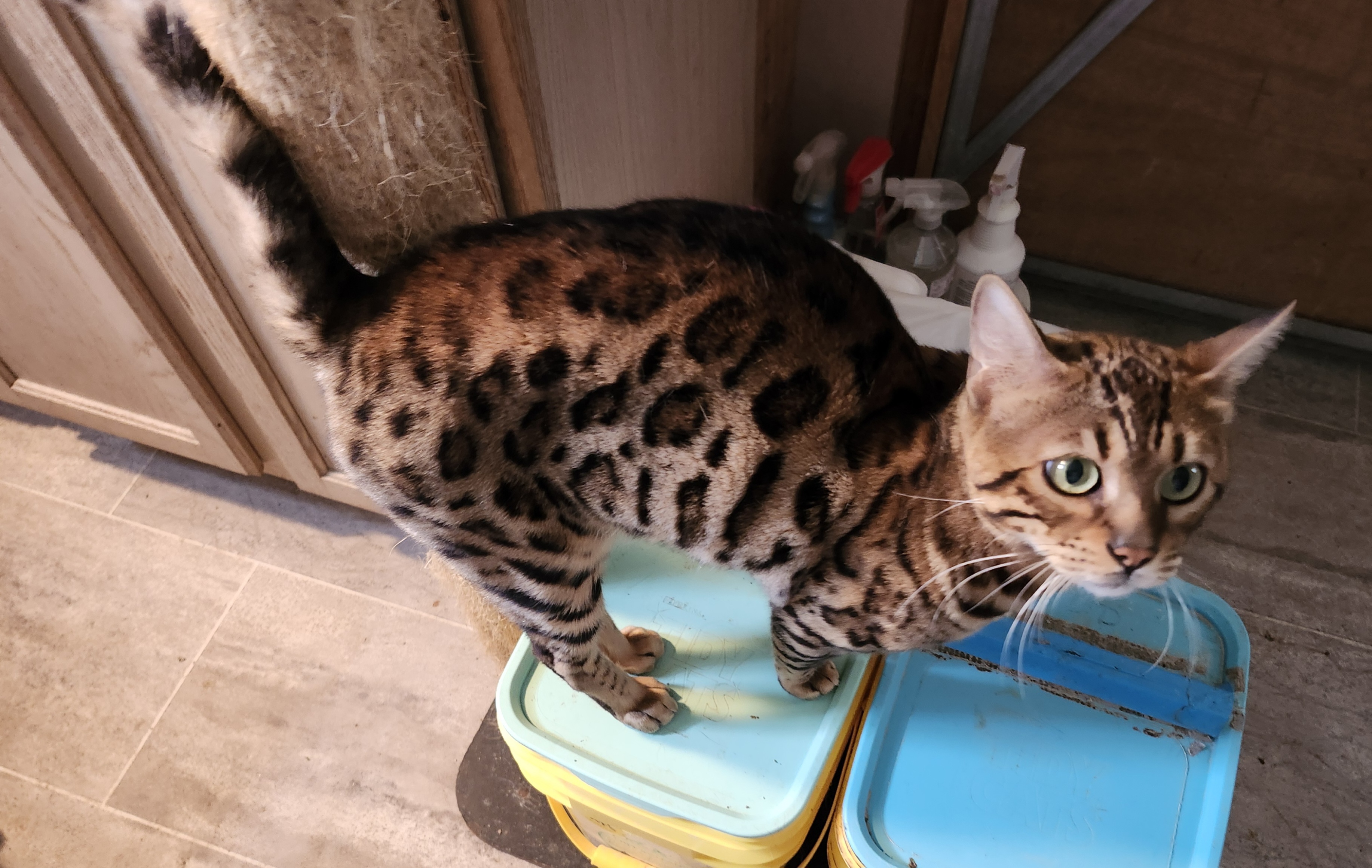 BONGO, Adopted, Adult Male Bengal.