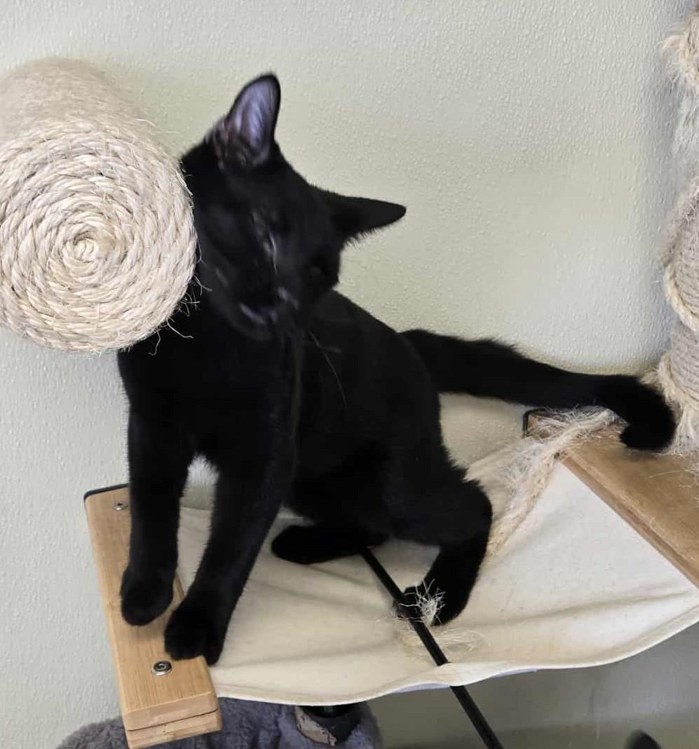 Andy, an adoptable Domestic Short Hair in Larned, KS, 67550 | Photo Image 2