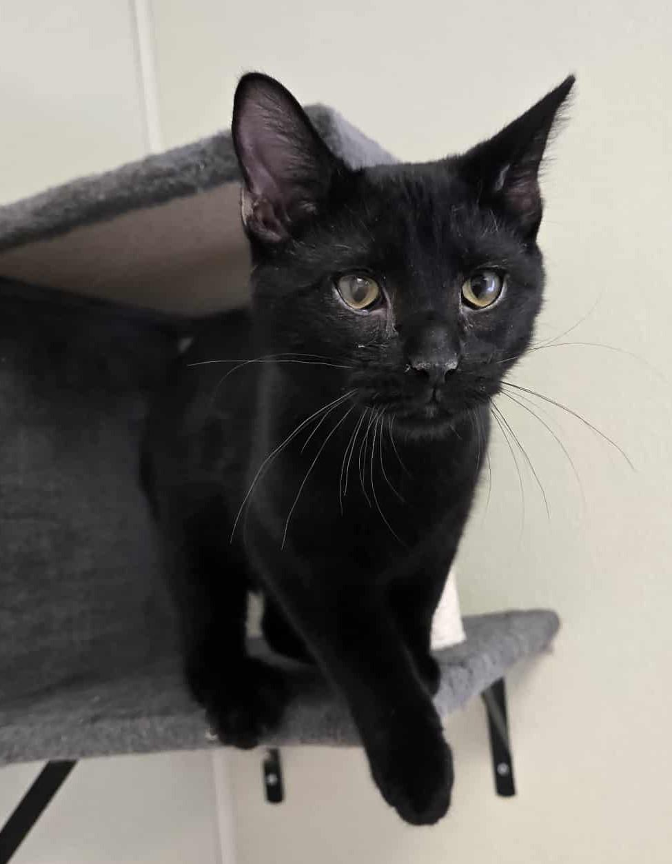 Andy, an adoptable Domestic Short Hair in Larned, KS, 67550 | Photo Image 3